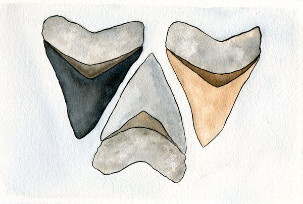 Shark Tooth Art - Shark Tooth Print  - Watercolor - 8x10