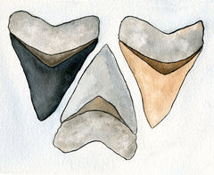 Shark Tooth Art - Shark Tooth Print  - Watercolor - 8x10